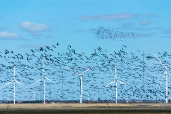 éoliennes-argent-public